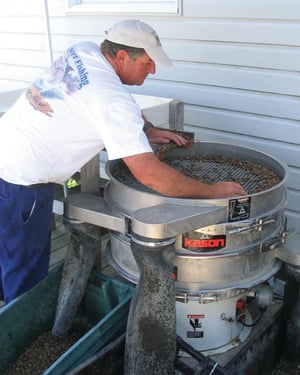 Worker at a Shellfish Hatchery Uses Kason Centri-Sifter to Sort Seed Oysters and Clams