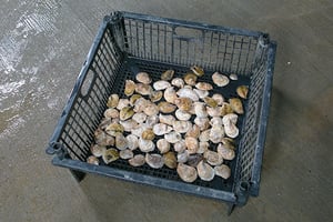 Crate Filled with Oysters