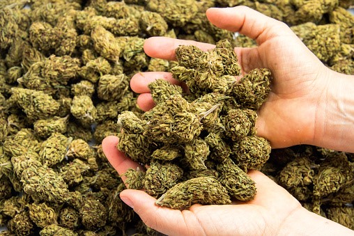 how to increase cannabis bud sorting quality